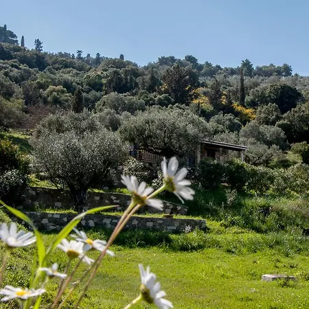 Collina